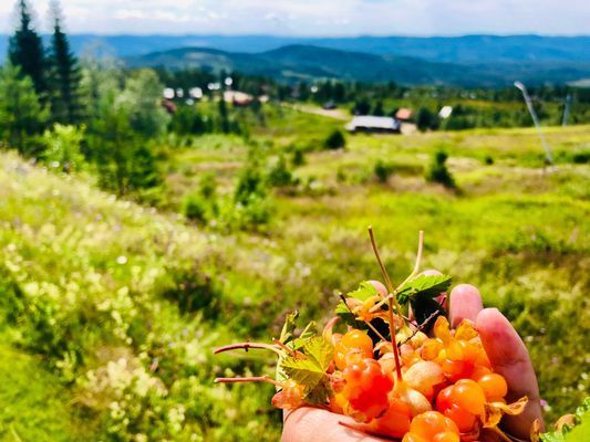 Plocka Hjortron på myrarna i Långberget, runt Branäs eller Ransby