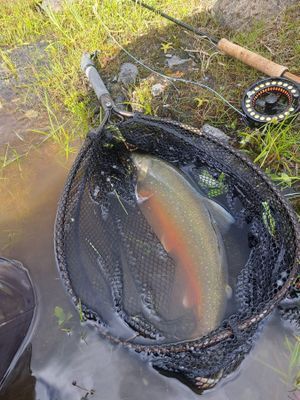 Stuga med fjäll- och sjöutsikt, bastu, och kamin - Bild 34