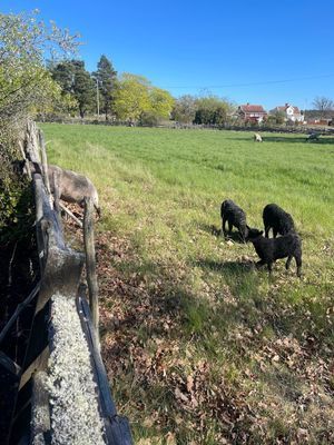 Havsnära stuga på Ödängla 12 bäddar, uterum, båt - Bild 21