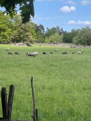 Havsnära stuga på Ödängla 12 bäddar, uterum, båt - Bild 22