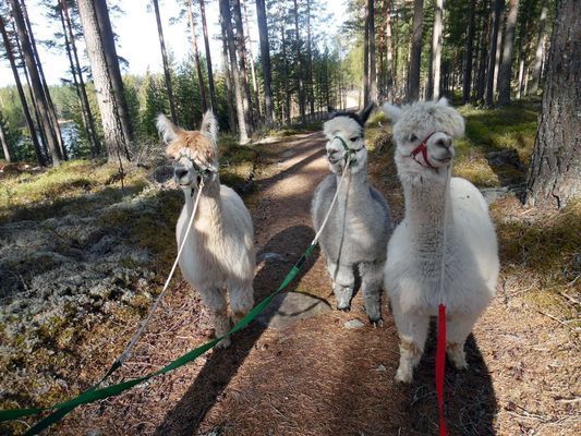 Hyr denna stuga i Sunne på 60 m². 4 sängplatser. 6 300 - 8 400 kr per vecka. Se bilder och tillgänglighet här.