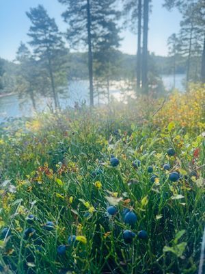 Vacker stuga med magisk utsikt, spabad och bastu - Bild 8