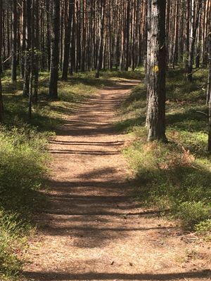 Fina spår i skogen utanför.