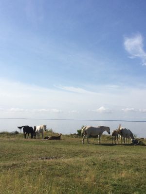 Sommarparadis vid havet  på Bjärekusten - Bild 19