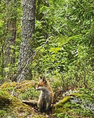 Charmig sommarstuga med altandäck och sjöutsikt - Bild 9