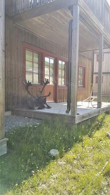 En ren tar en tupplur på grannens veranda