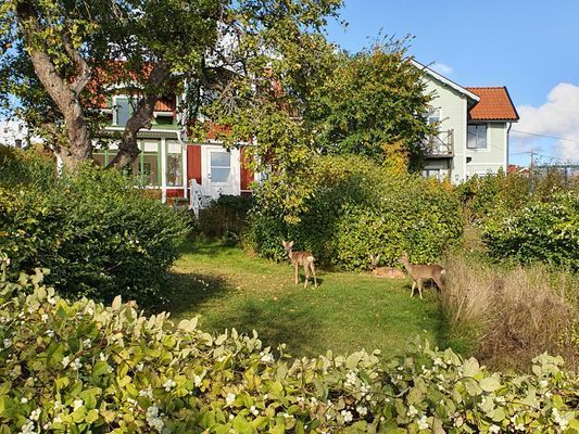 Skärgårdshus på Dalarö, sjötomt med bästa läge - Bild 44