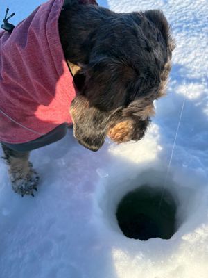 Mysig stuga i Ankarvattnet, Vildmarksvägen - Bild 27