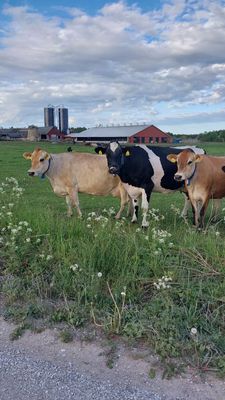 9 min Gnisvärd,Tofta. Nära Visby & djurpark - Bild 13
