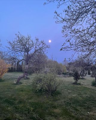 9 min Gnisvärd,Tofta. Nära Visby & djurpark - Bild 14