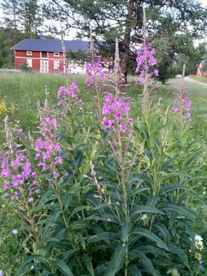 Höljes Gästis stuga - Bild 15