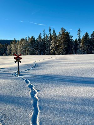 Timrad sälenstuga - Bild 18