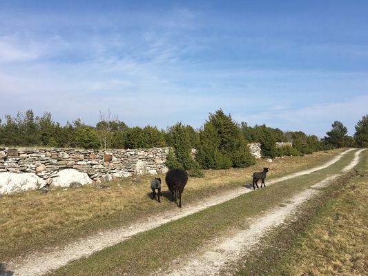 Fårö kalkstenshus i gårdsmiljö - Bild 12