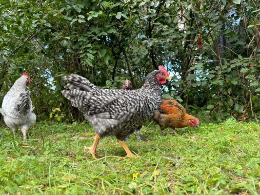 Lantlig kalkstensgård nära både Tofta och Visby - Bild 17