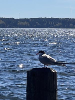 Tärna på besök på bryggan