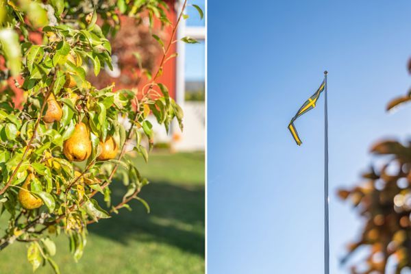 Bild 3 på Lantligt sommarhus i Böda på Öland