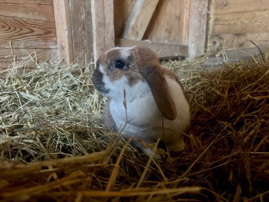 Lantlig kalkstensgård nära både Tofta och Visby - Bild 18