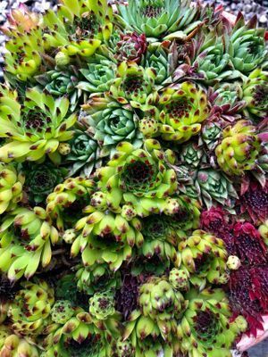 Theas hus på Österlen - Bild 52