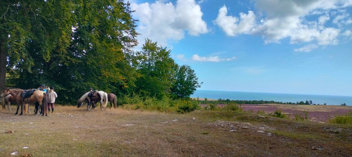 Brösarps Norra backar på Österlen - Bild 12