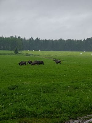 Norderön, Rapp-Anders Torpet Sommarboende - Bild 14