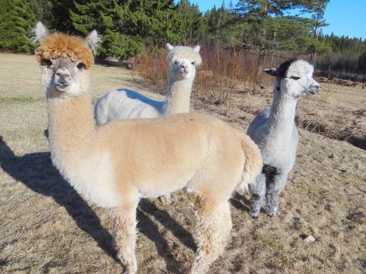 Våra alpackor på betet