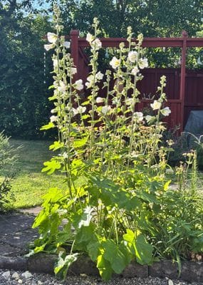 Mysigt hus i kyrkby nära Vänern - Bild 85