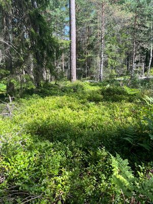 Kvarnen unikt boende mitt på Möja - Bild 30