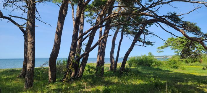 60-talets sköna sommarhem i Ireviken. - Bild 11