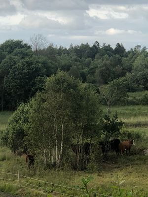 Stuga med utsikt utanför Göteborg - Bild 12