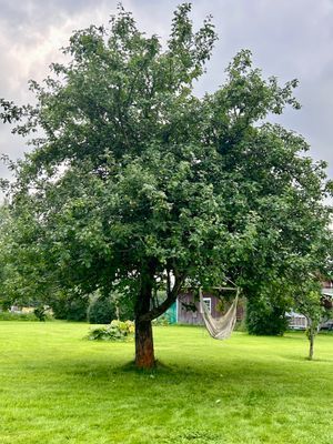Mysig stuga i Köpmanholmen, Höga Kusten