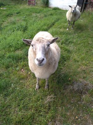 Mysigt torp utanför Borås - Bild 8