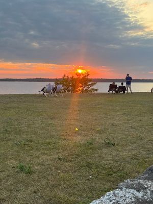 Sommar på norra Gotland – nära hav, bad och natur - Bild 12