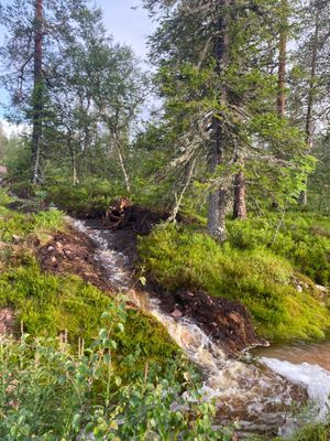 Näsfjället, Sälenfjällen - Bild 14