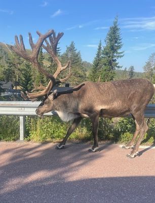 Mysig nyrenoverad stuga i Fjätervålen.