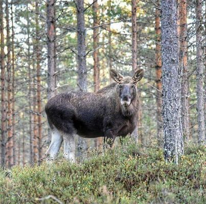 Hamra Stugby- Stuga Nr. 8 - Bild 21