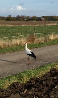 GRÖNA KRUSBÄRSSTÄLLET - Nytt bekvämt hus med charm - Bild 22