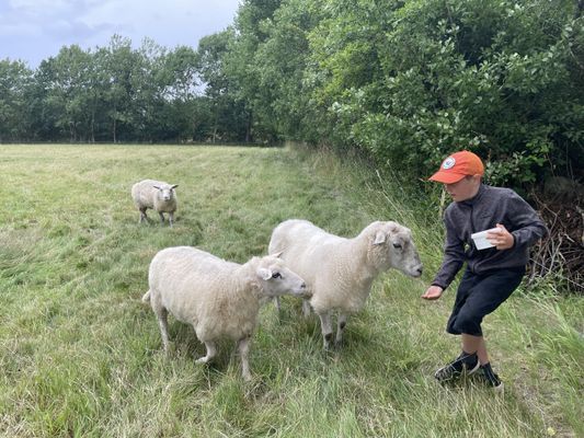 GRÖNA KRUSBÄRSSTÄLLET - Nytt bekvämt hus med charm - Bild 15