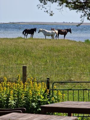 Bild 4 på Fantastisk utsikt vid havet på Gotland!