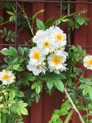 Lykkefund i full blom.