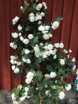 Öland,Borgholm, Köpingsvik,Alböke, Eriksberg. - Bild 20