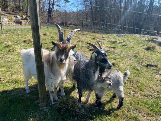 Stuga "Vena Berg" - Bild 29