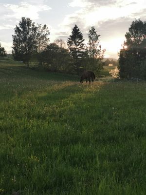 Hyr hus på en liten hästgård. - Bild 8