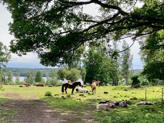 Småland - Lägenhet på hästgård vid sjön Solgen! - Bild 9