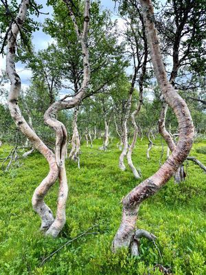 Lägenhet i nybyggd fjällstuga - Bild 23
