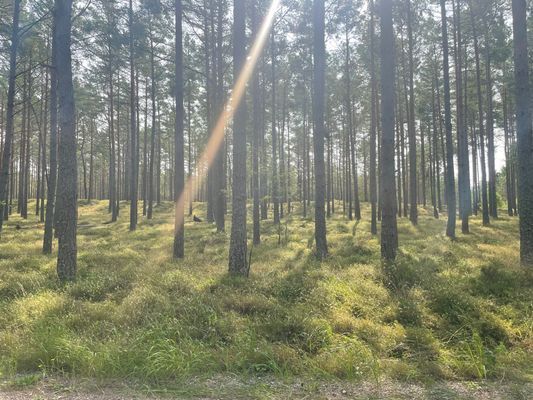 Stuga Öland Havsutsikt - Bild 22