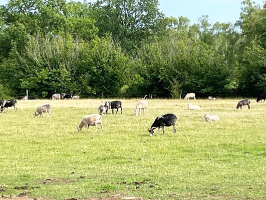Stuga på Öland med betande får ISE04033 - Bild 16