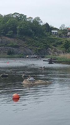 Hus pa klipporna med havsutsikt - Bild 16