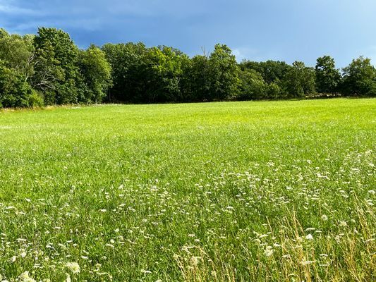 Stuga på Öland med betande får ISE04033 - Bild 17