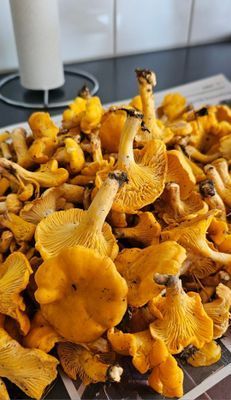 STUGA 30 m till sjö. Båtar får lånas - Bild 31