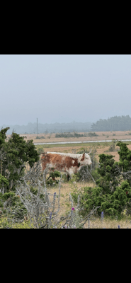 Nybyggd mysig stuga - Bild 19